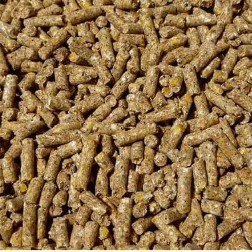 mice feed